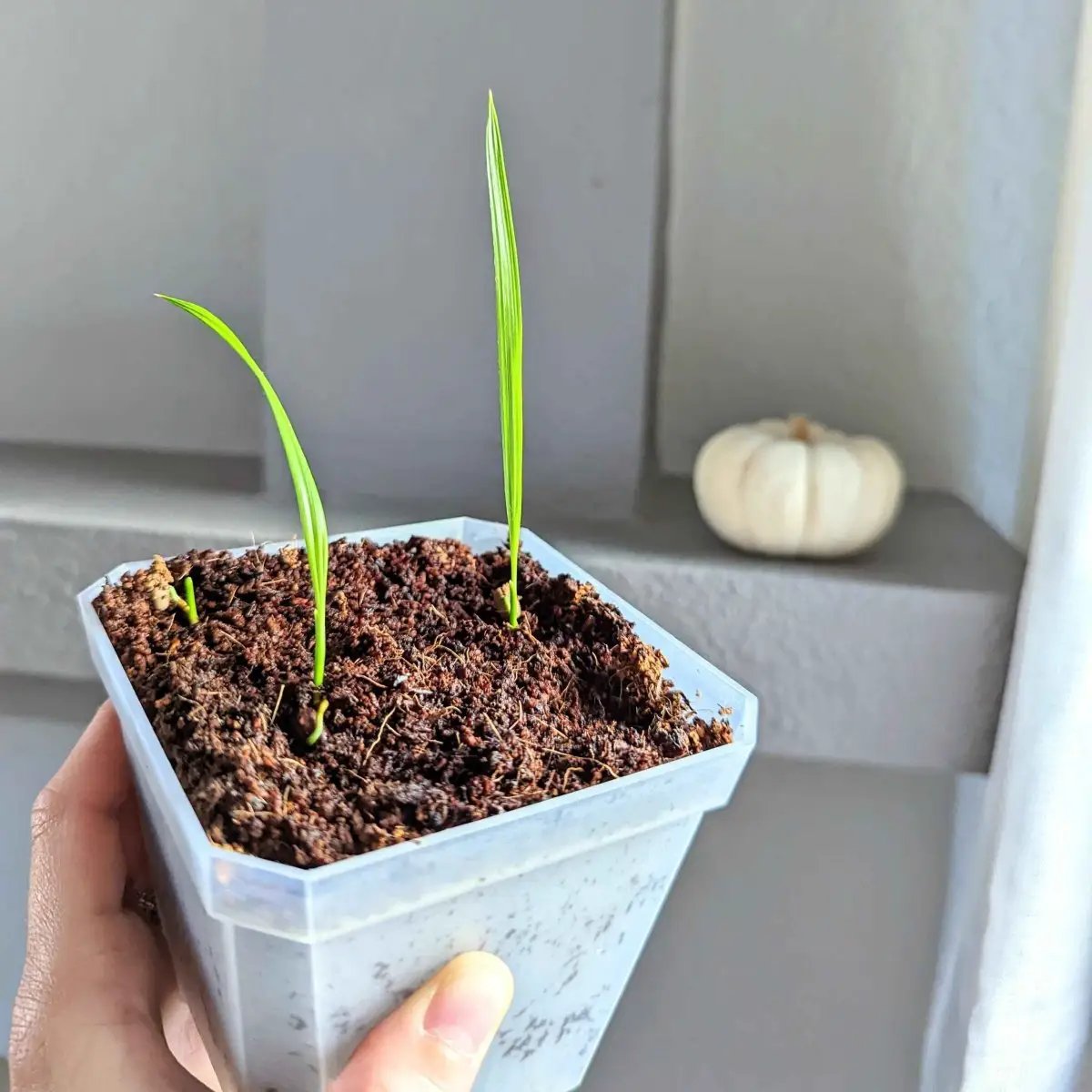 Phoenix Robelenii Pygmy Date Palm seeds seedlings in a plastic pot with two bright green shoots on Tampa Home & Garden Store