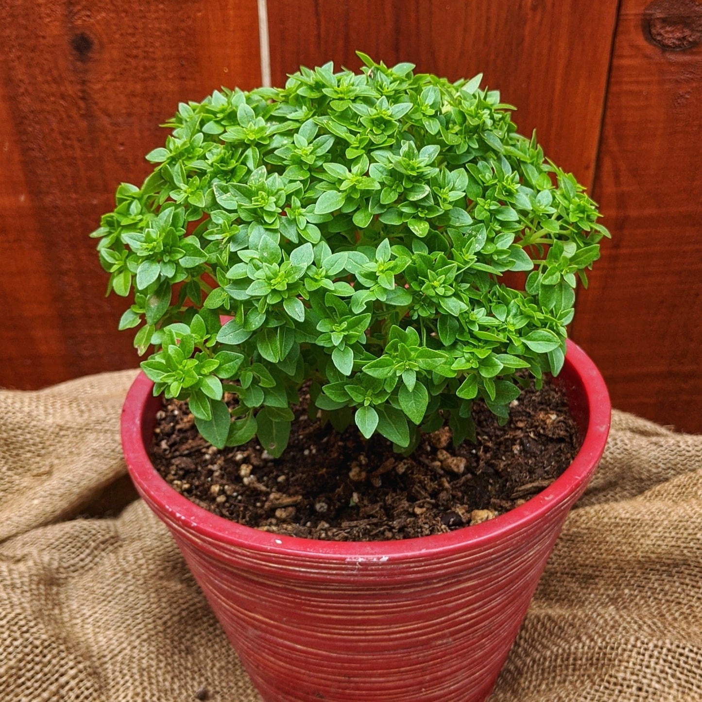 Piccolino Basil herb plant with dense green leaves in a red pot on Tampa Home & Garden Store