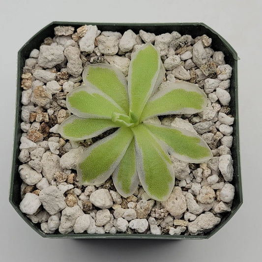 Pinguicula Snow Queen variegated leaf butterwort rosette with pale green fuzzy leaves in a rocky gravel mix pot on Tampa Home & Garden Store