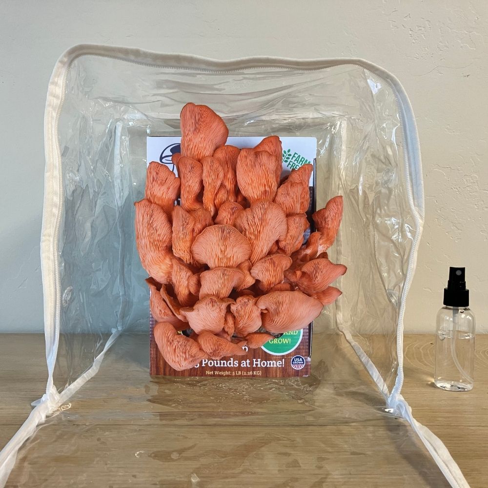 Premium Pink Oyster Mushroom Growing Kit 5 lb by Mushroom Grow Kit Co with pink oyster clusters on Tampa Home & Garden Store