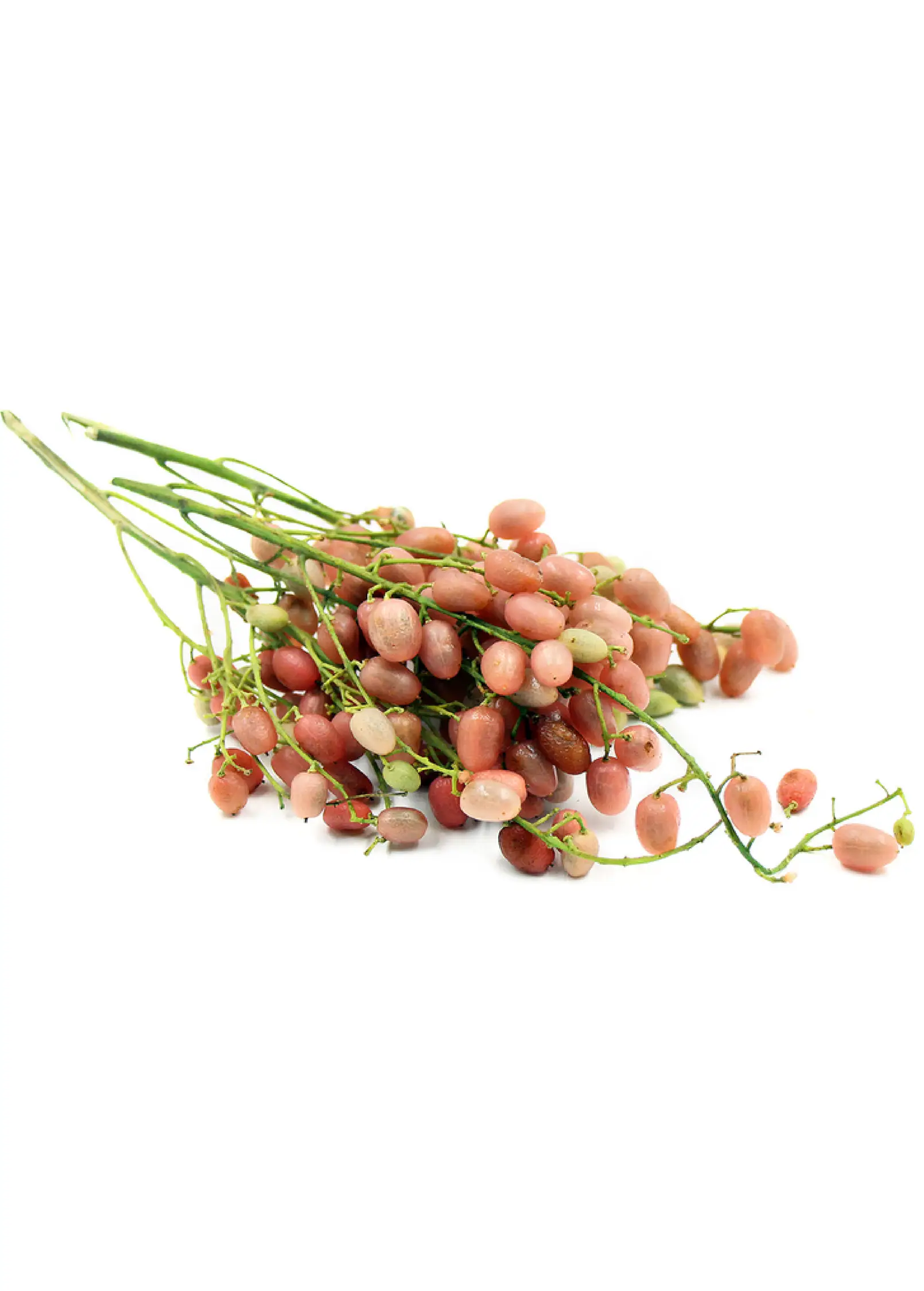 Pink Wampee berries on vine clusters, tropical fruit tree by Sow Exotic on Tampa Home & Garden Store