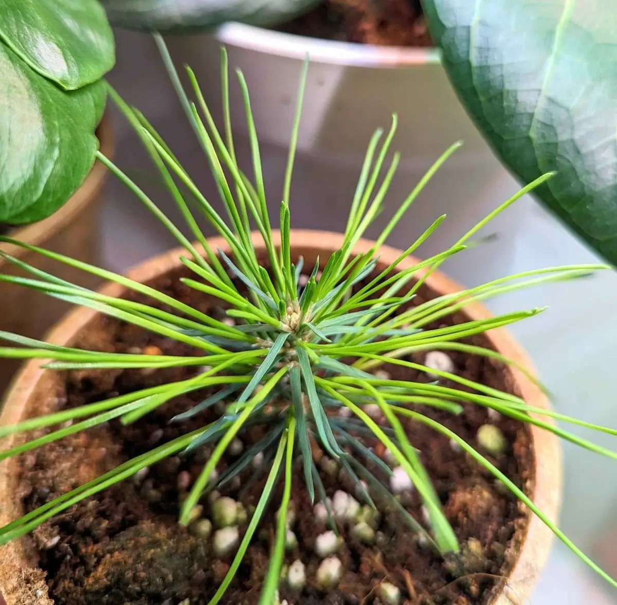 Pinus thunbergii bonsai seeds seedling with bright green needles in terracotta pot on Tampa Home & Garden Store