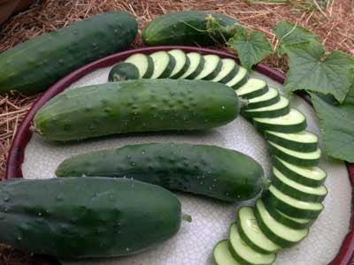 Poinsett 76 cucumber seeds Seedtime Store, dark green cucumbers with sliced rounds on Tampa Home & Garden Store