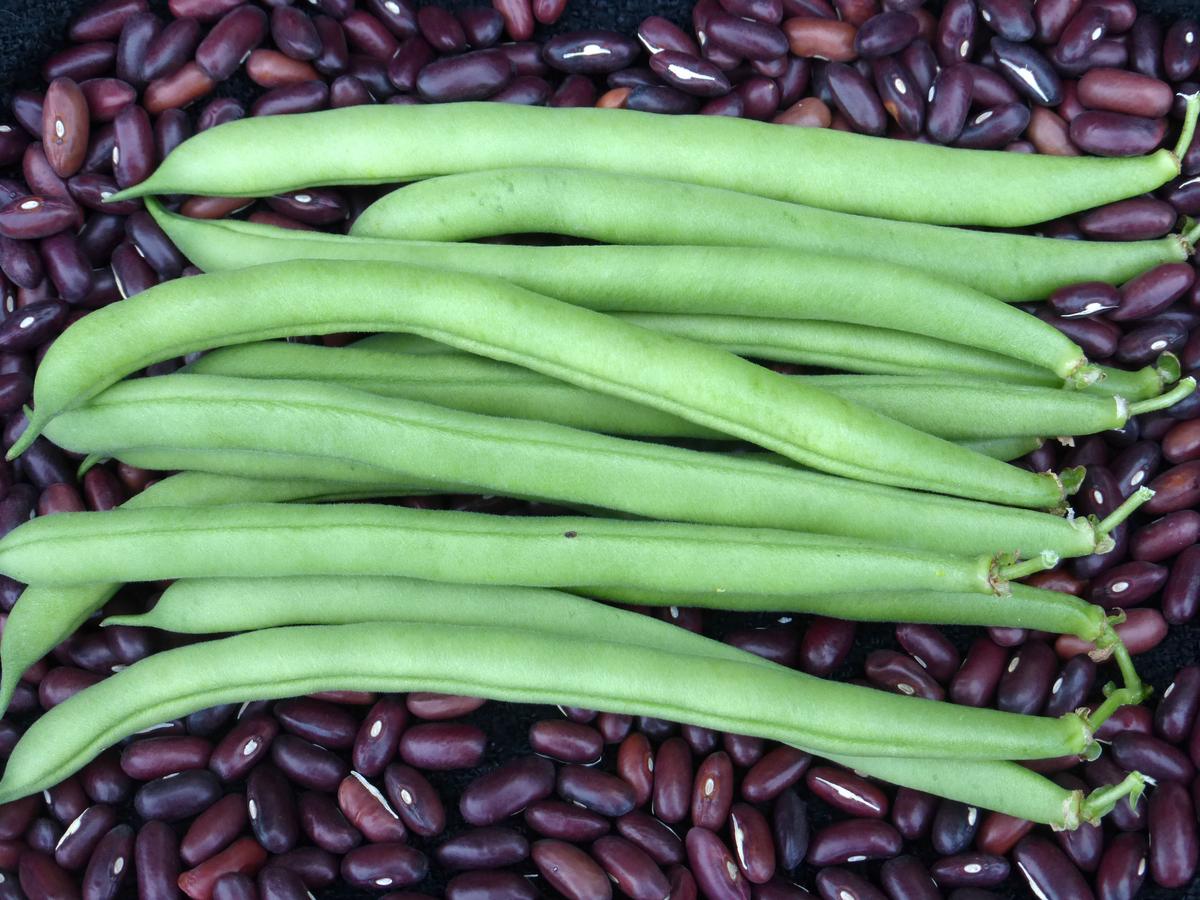 Provider Bush Snap Bean seeds, bright green bush bean pods on a bed of red beans Seedtime Store on Tampa Home & Garden Store