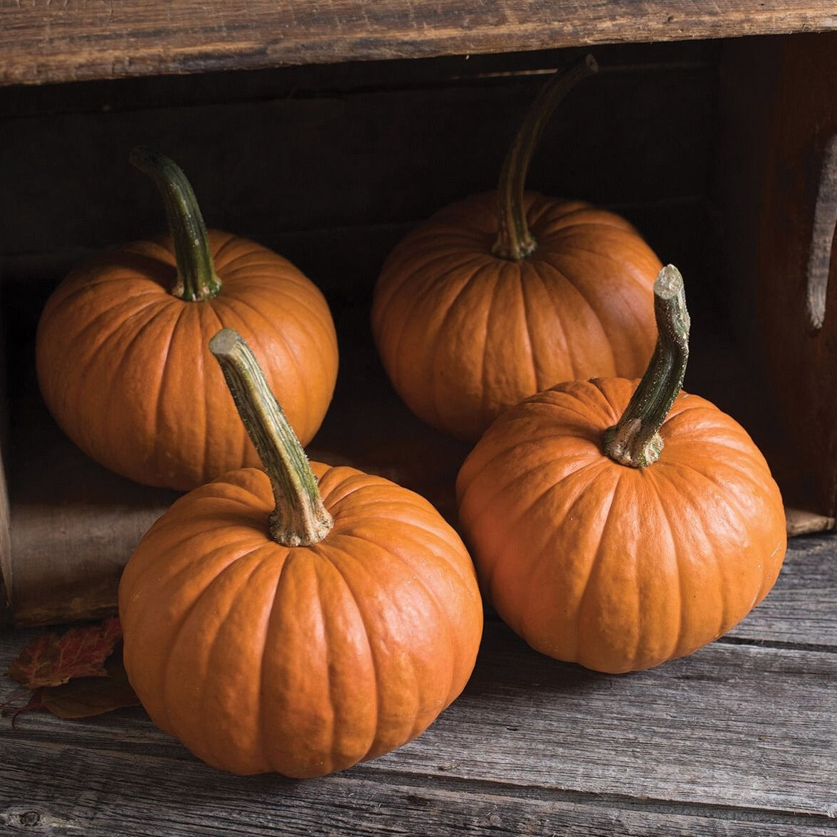 Baby Bear pumpkin display: four orange pumpkins with green stems on rustic wood on Tampa Home & Garden Store