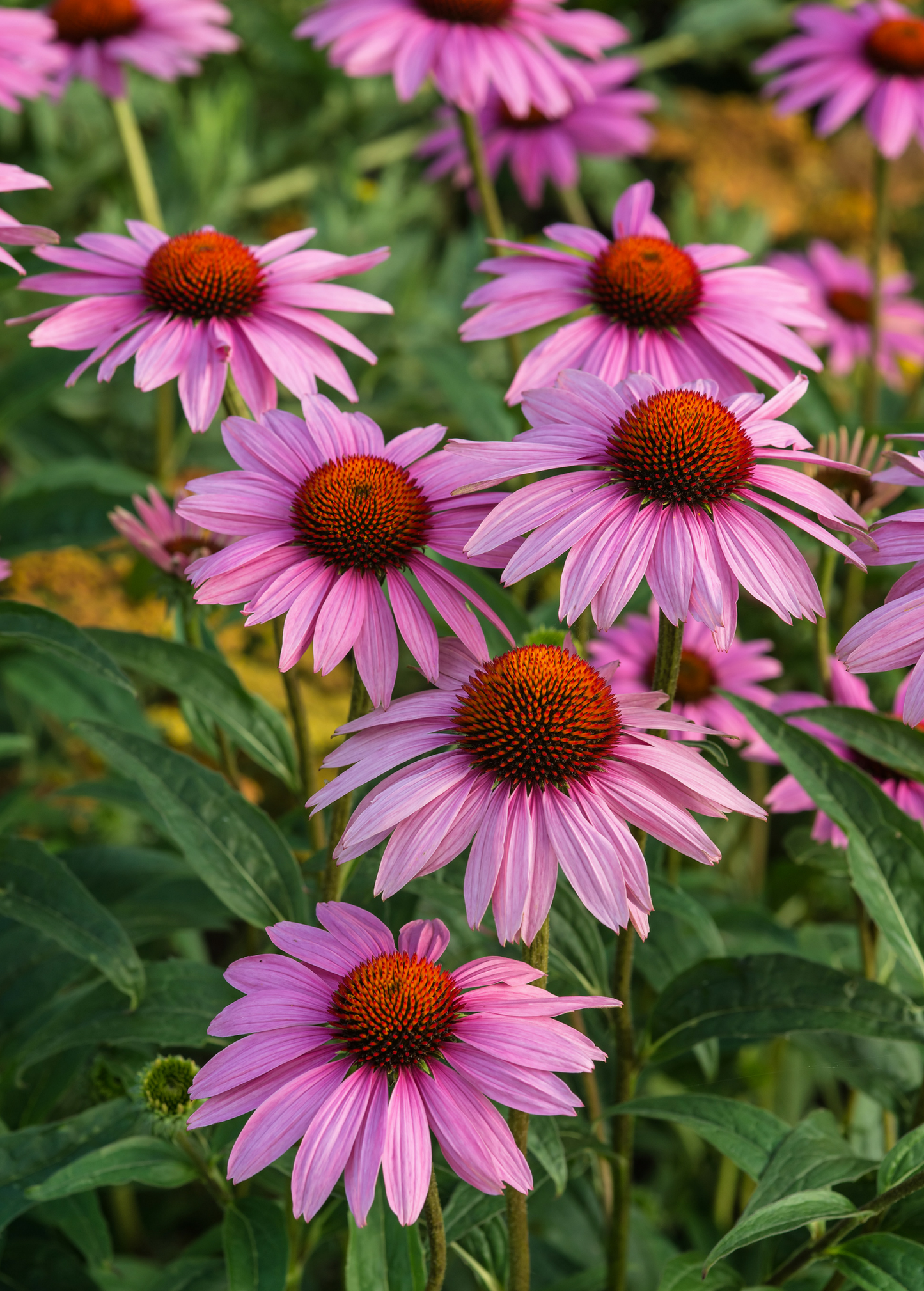Echinacea Plant, Purple Coneflower (Echinacea purpurea)