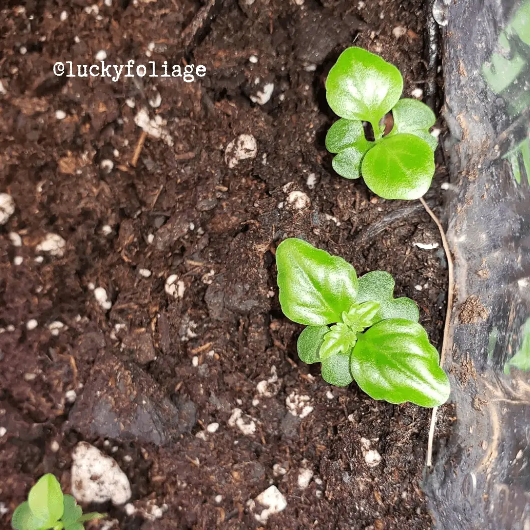 Radermachera Sinica China Doll seeds two small green seedlings in rich soil Plantflix on Tampa Home & Garden Store