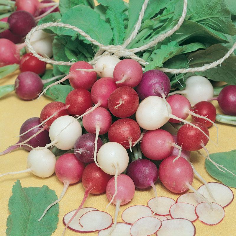 Organic Easter Egg Mix radish seeds in assorted colors red white purple with green tops on Tampa Home & Garden Store