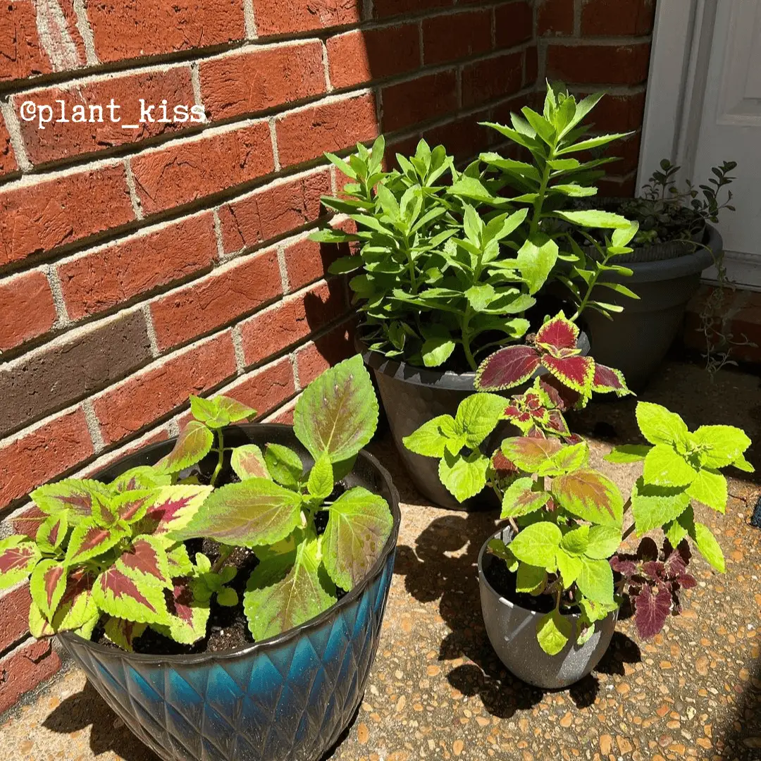 Rainbow coleus seeds with lime-green and burgundy variegated leaves in four pots on Tampa Home & Garden Store