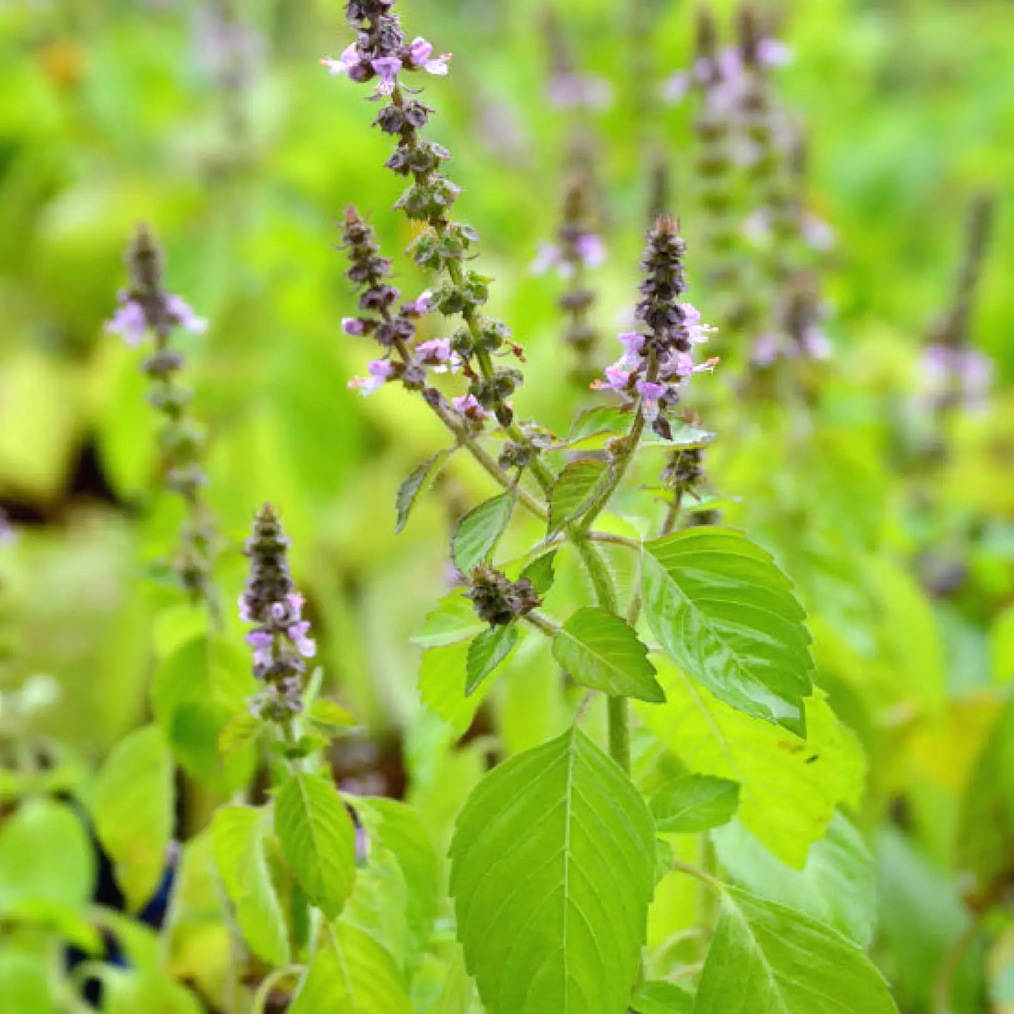 Tulsi Rama herb plant (Ocimum sanctum) with purple flower spikes and bright green leaves on Tampa Home & Garden Store