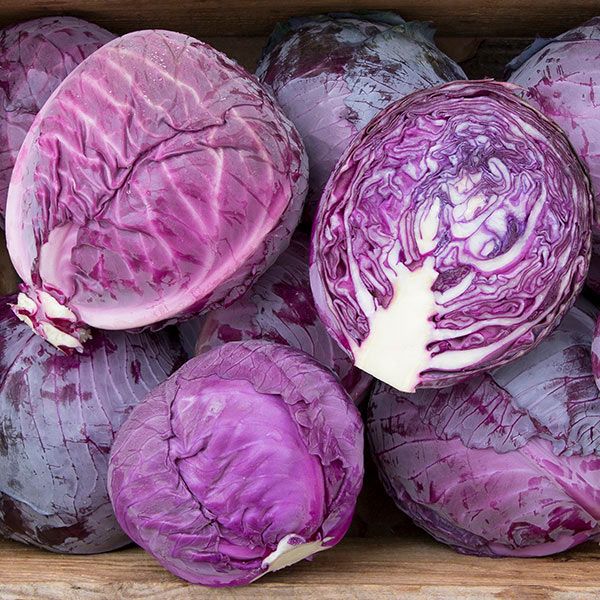 Red Express Cabbage heads, several purple-hued cabbages with dense leaves on Tampa Home & Garden Store