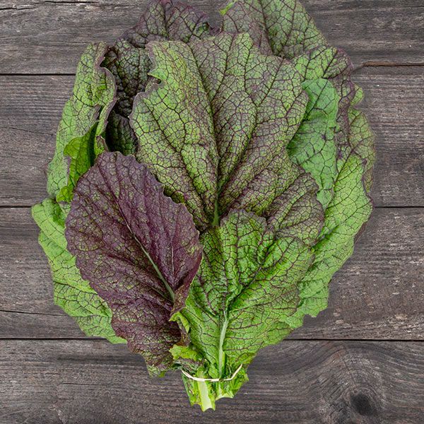 Red Giant Mustard Greens bunch with purple-green leaves on a wooden surface on Tampa Home & Garden Store