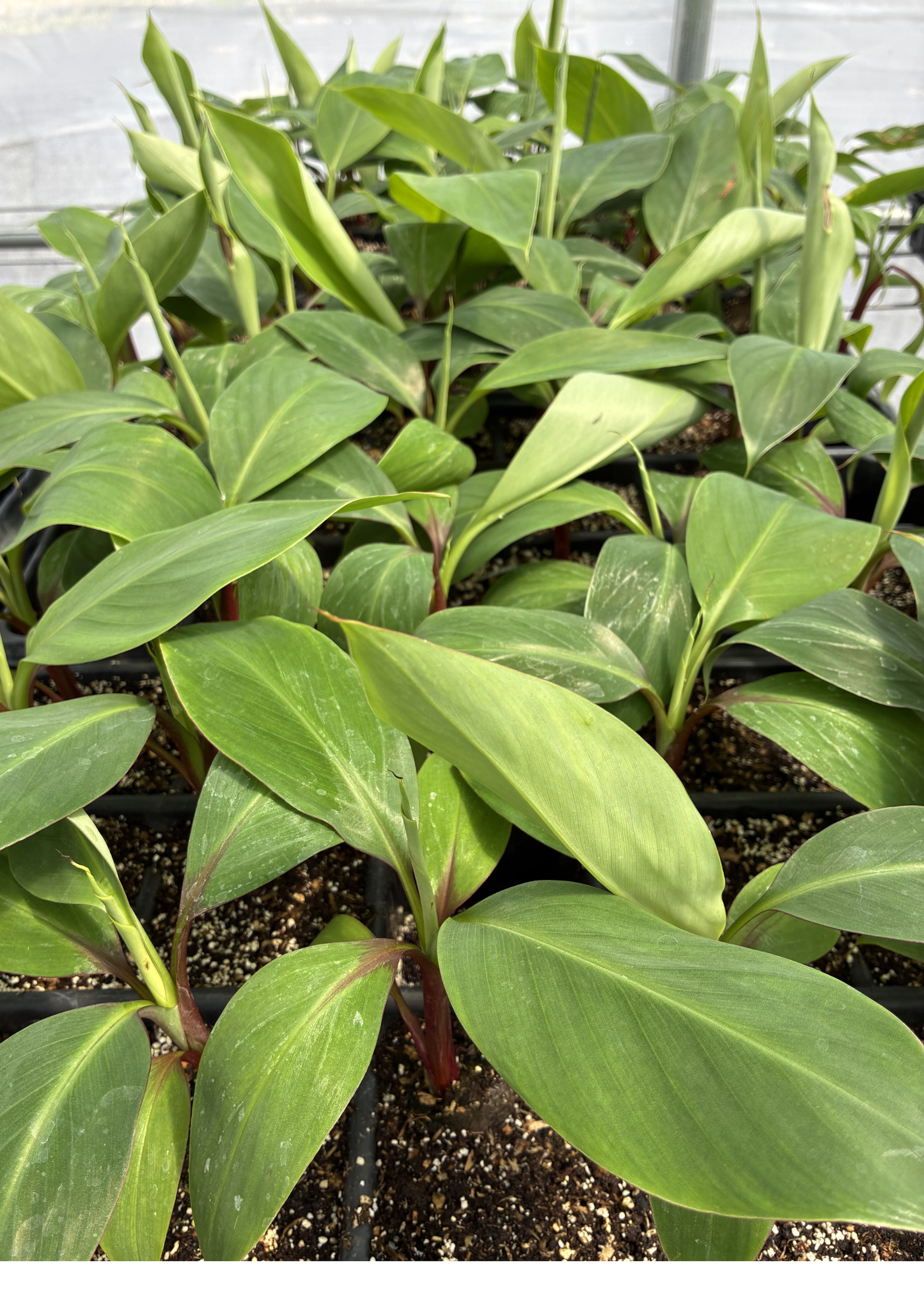 Bananier 'Red Cuban' (Musa acuminata)