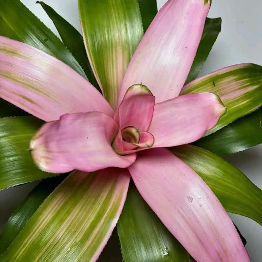Neoregelia Sexy Pink Bromeliad Houseplant