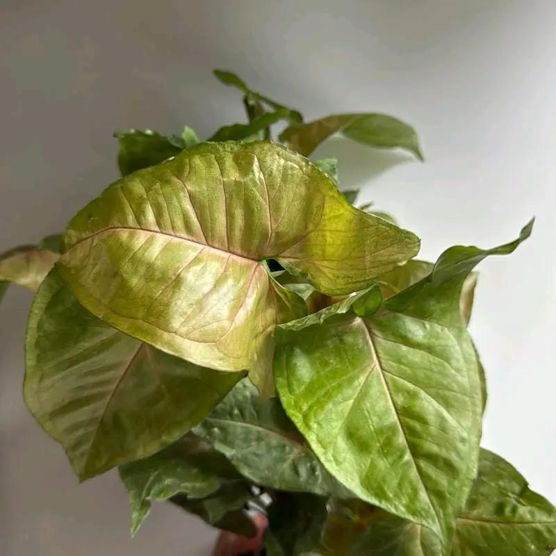 Syngonium Podophyllum 'Maria Allusion' - Tampa Home & Garden Store