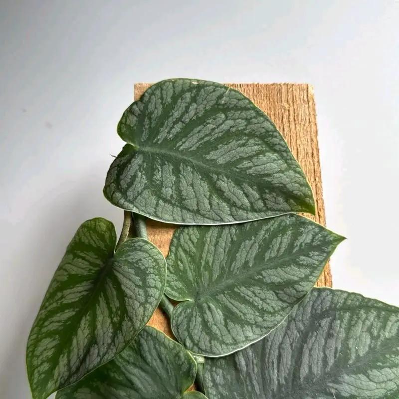 Monstera Dubia - Tampa Home & Garden Store