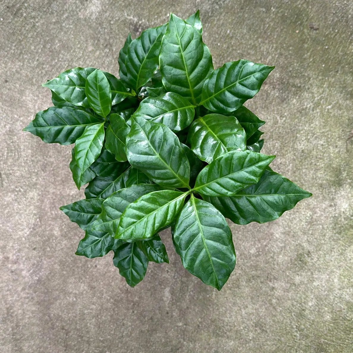 Coffee Plant Arabica - Tampa Home & Garden Store