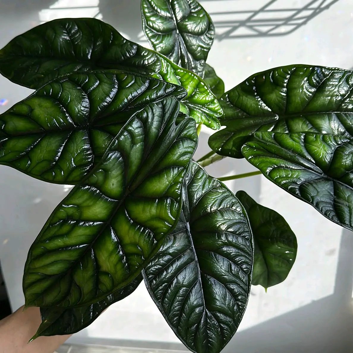 Alocasia Baginda Dragon Scale Plant, RUNOPLANTS; dark glossy leaves with dragon-scale texture on Tampa Home & Garden Store