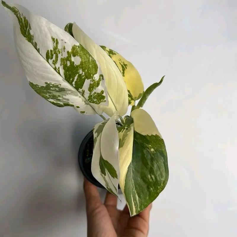 Variegated Monstera Lechleriana - Tampa Home & Garden Store