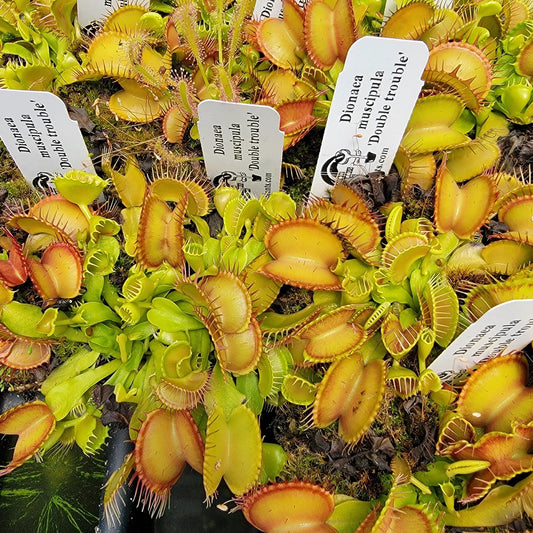 Venus flytrap Double Trouble plants with yellow-green traps and red margins, potted houseplants on Tampa Home & Garden Store