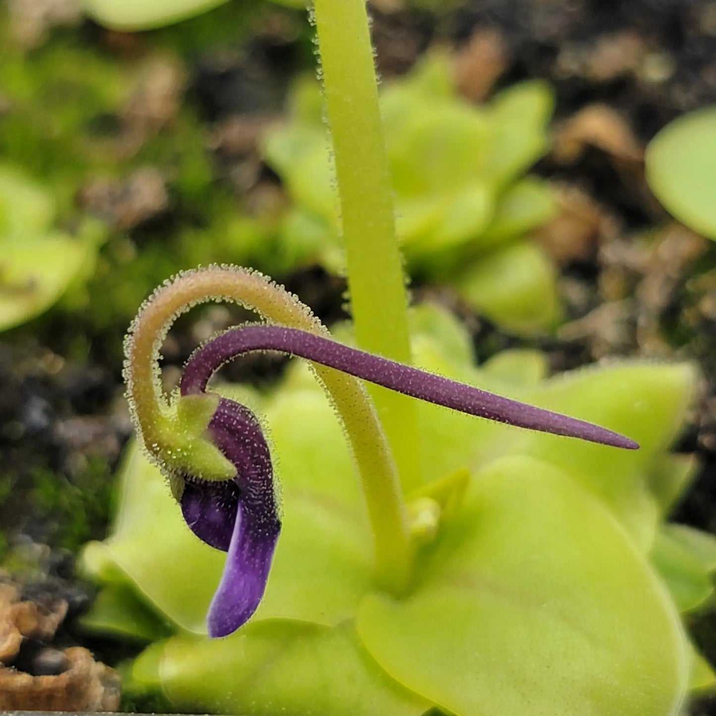 Pinguicula macrophylla butterwort plant with purple and green leaves and dew on margins on Tampa Home & Garden Store