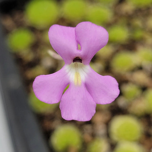 Pinguicula esseriana Agua de León plant pink butterwort bloom close-up on Tampa Home & Garden Store