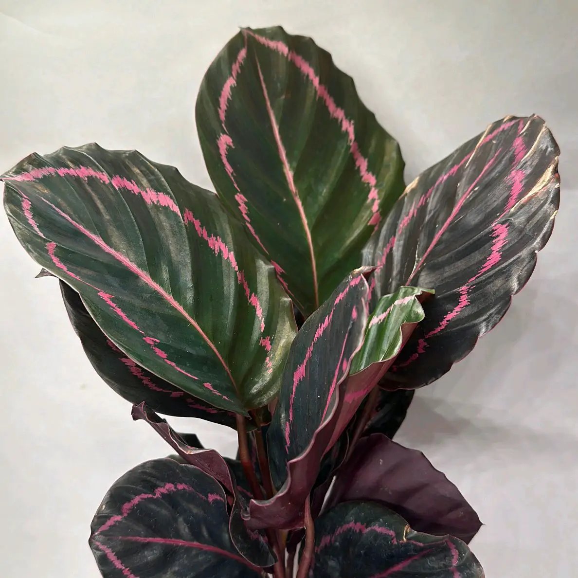 Calathea Dottie Plant with Pink Pattern