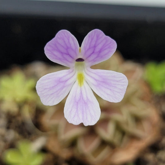 Butterwort Pinguicula emarginata x jaumavensis purple Rainbow Carnivorous Plants on Tampa Home & Garden Store