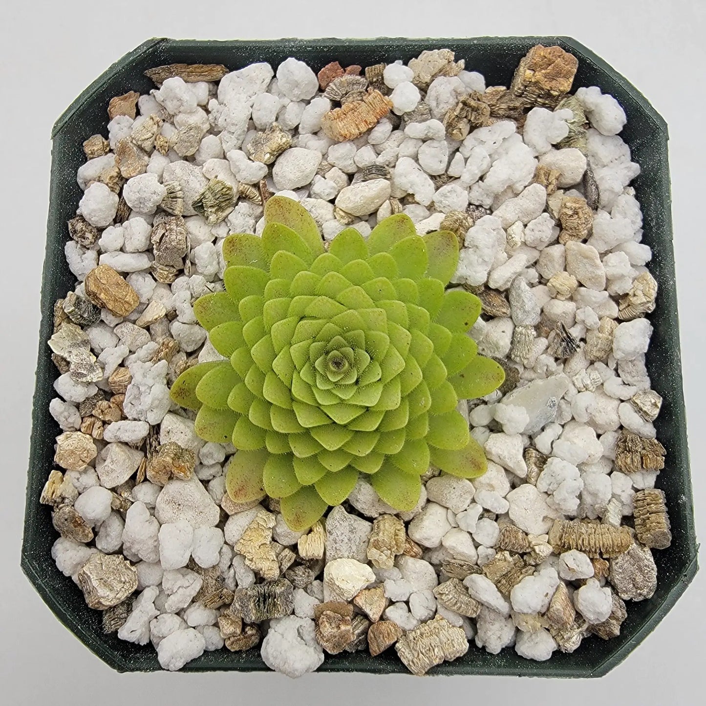Pinguicula "Lautner 92/52" x "Big Purple Thing" - Tampa Home & Garden Store