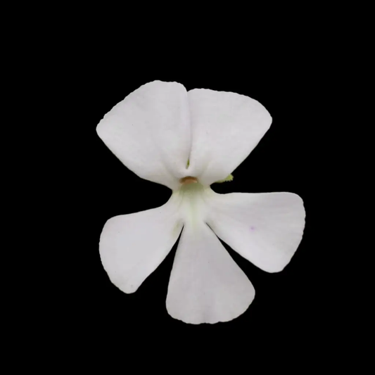 Pinguicula ehlersiae butterwort live plant with white flower on Tampa Home & Garden Store