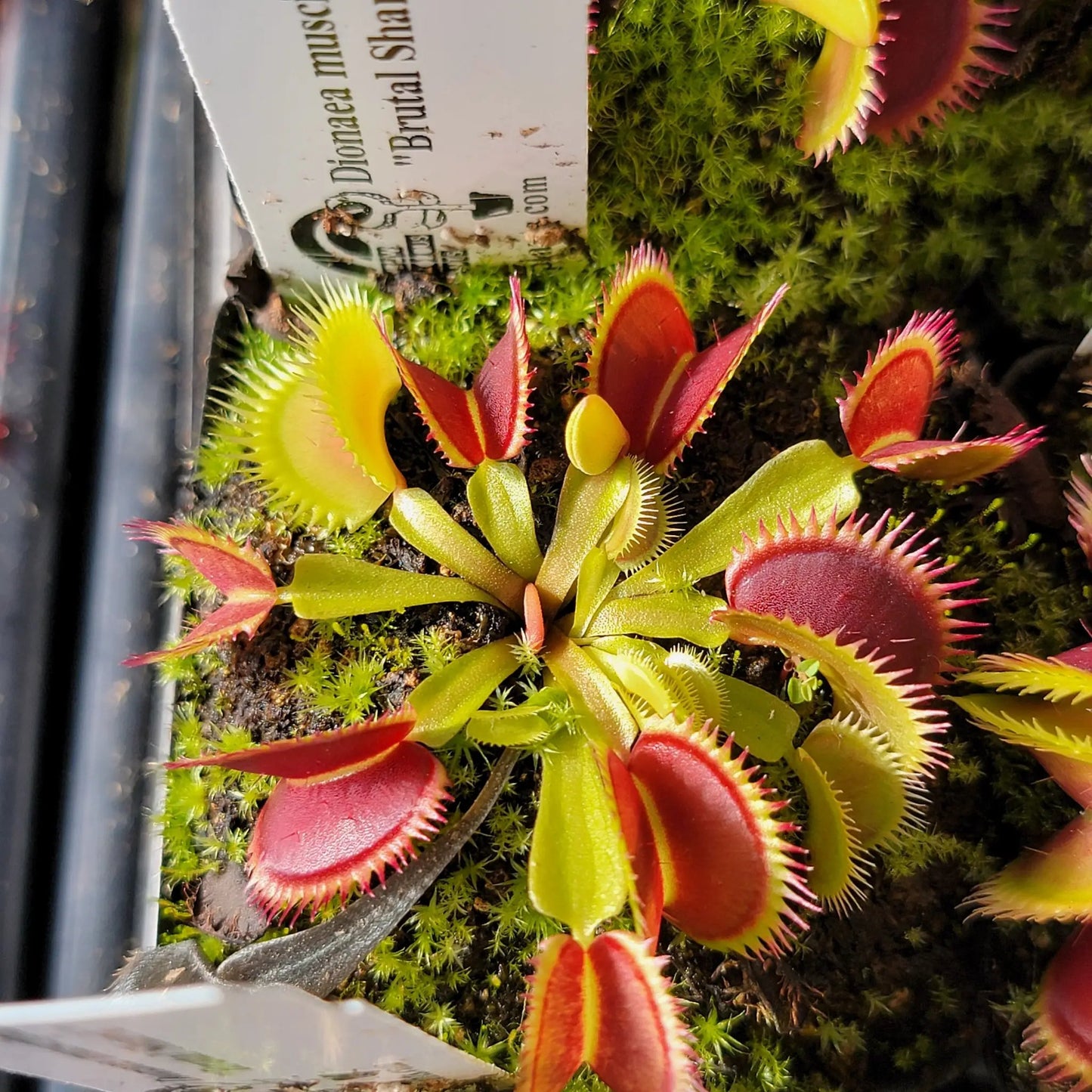 Venus flytrap Brutal Shark live plant with red-edged traps, potted carnivorous plant on Tampa Home & Garden Store