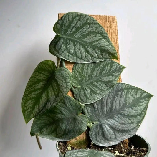 Monstera Dubia Variegated climbing plant RUNOPLANTS with dark green leaves and silver venation on Tampa Home & Garden Store
