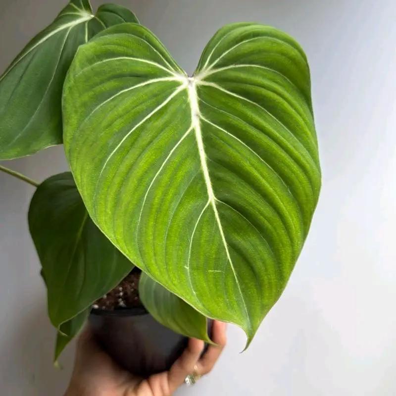 Filodendro Gloriosum