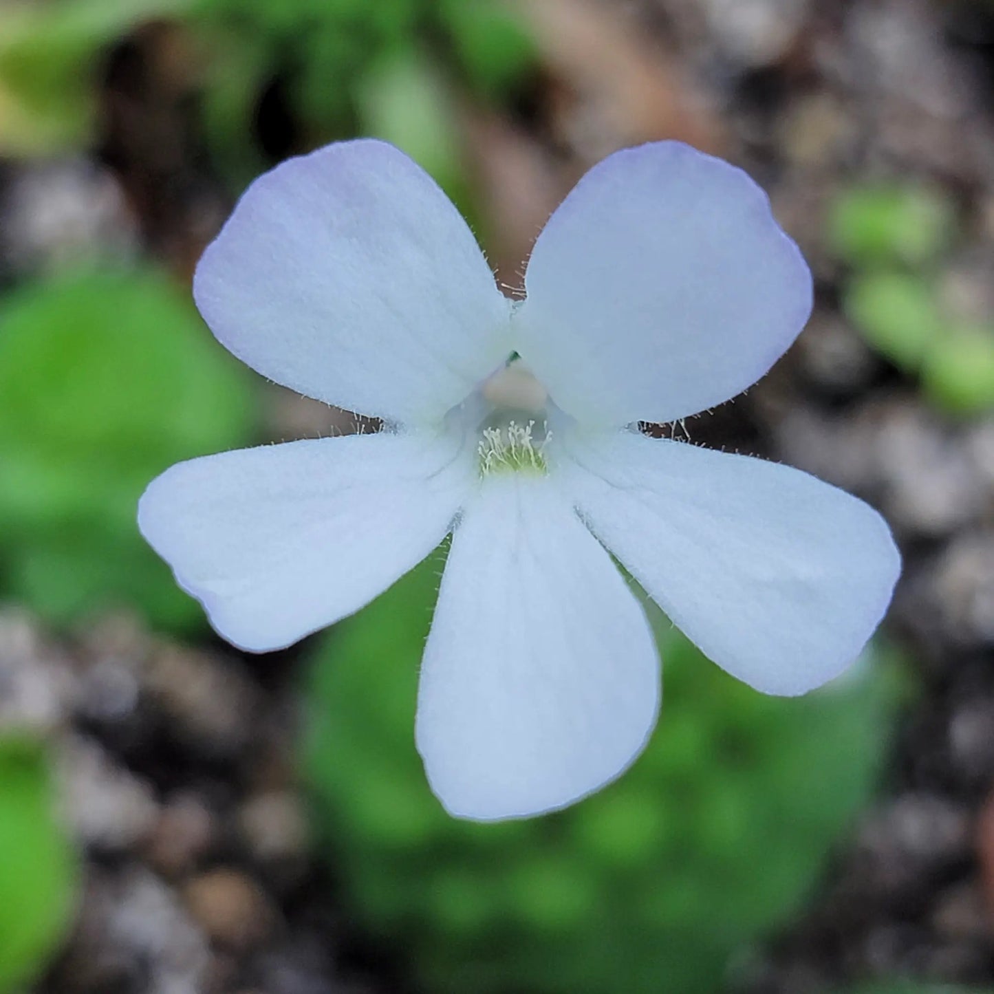 Pinguicula conzattii butterwort bloom pale blue petals close-up on Tampa Home & Garden Store