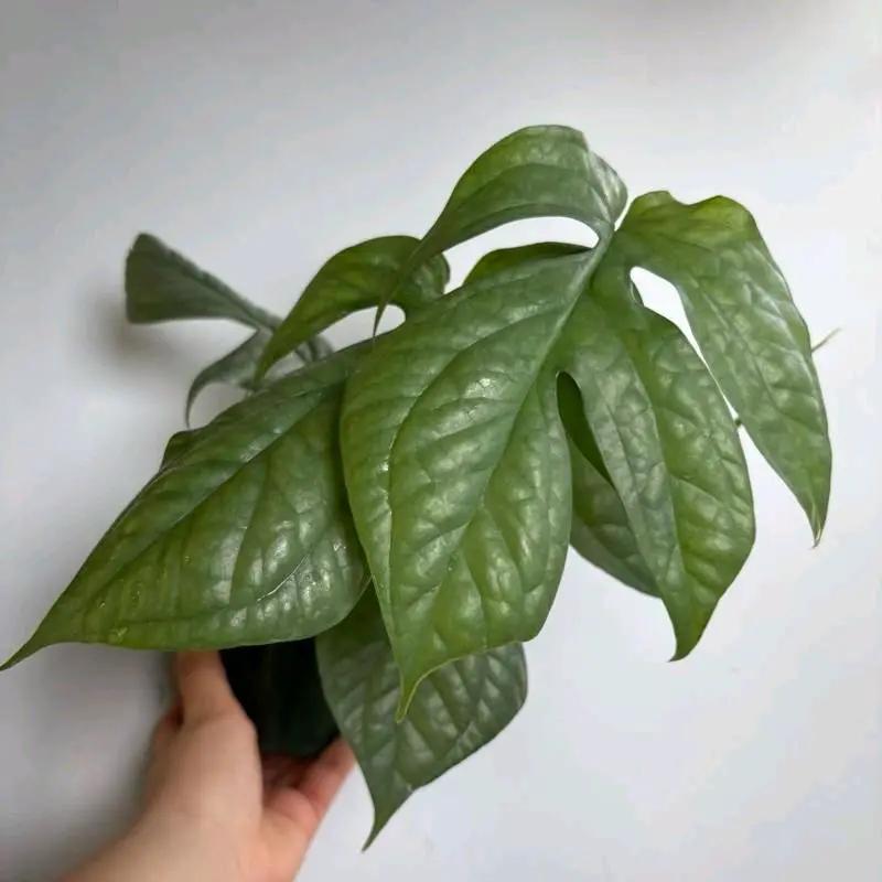 Monstera Amydrium Silver Spiderman with glossy green leaves in a pot RUNOPLANTS on Tampa Home & Garden Store