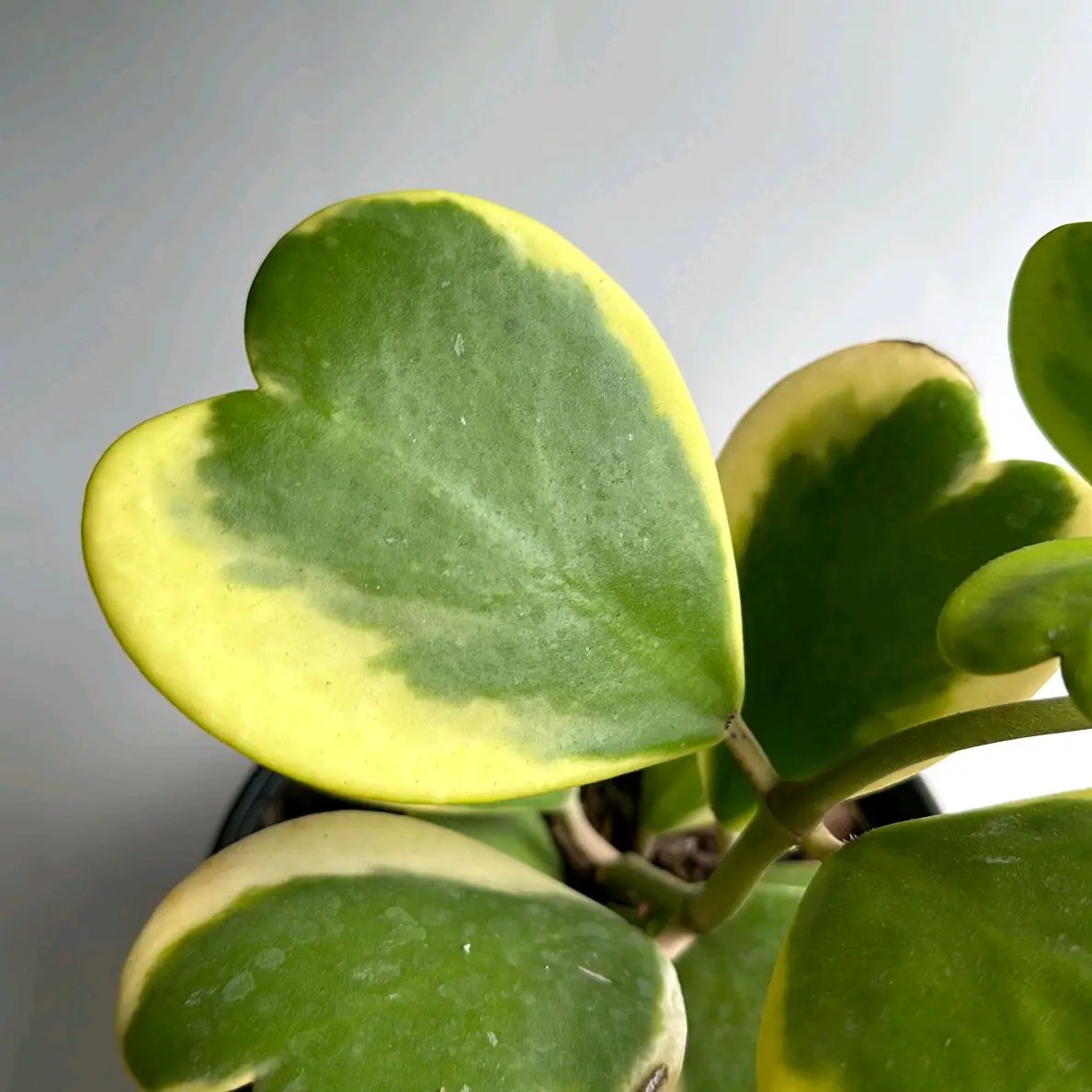 Outer Variegated Hoya Kerrii - Tampa Home & Garden Store