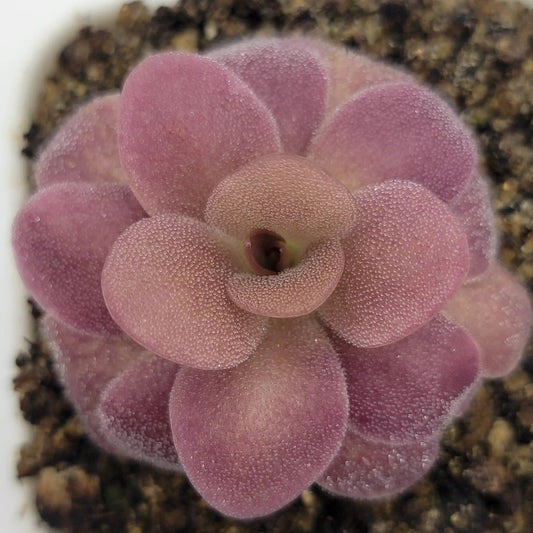Butterwort Pinguicula martinezii x Lauena purple rosette leaves with dew on Tampa Home & Garden Store