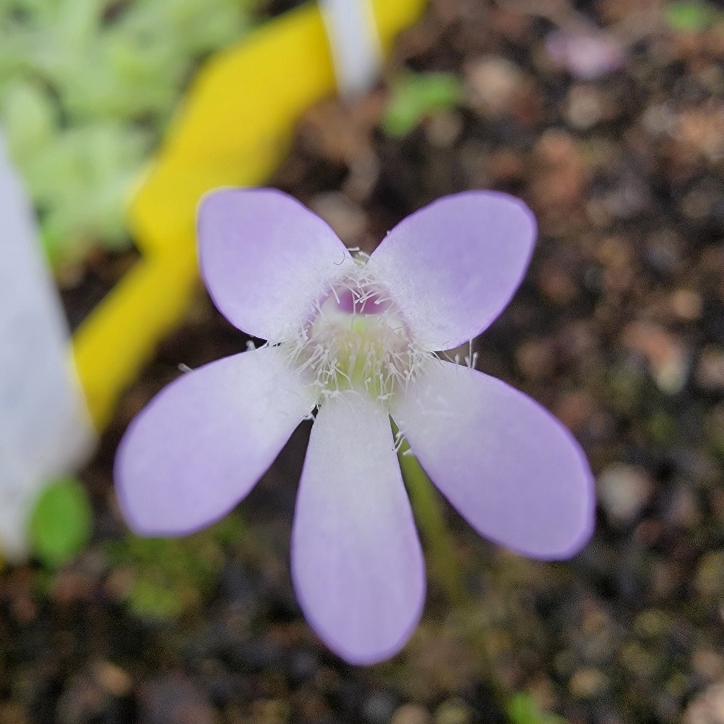 Pinguicula parvifolia butterwort purple flower plant Rainbow Carnivorous Plants LLC on Tampa Home & Garden Store