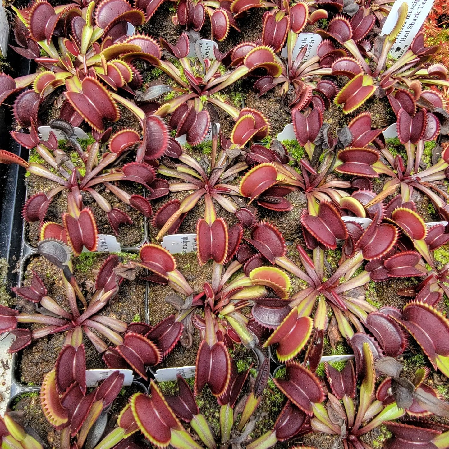 Venus flytrap Red Shark Teeth live plant with deep red traps and yellow edging in trays on Tampa Home & Garden Store