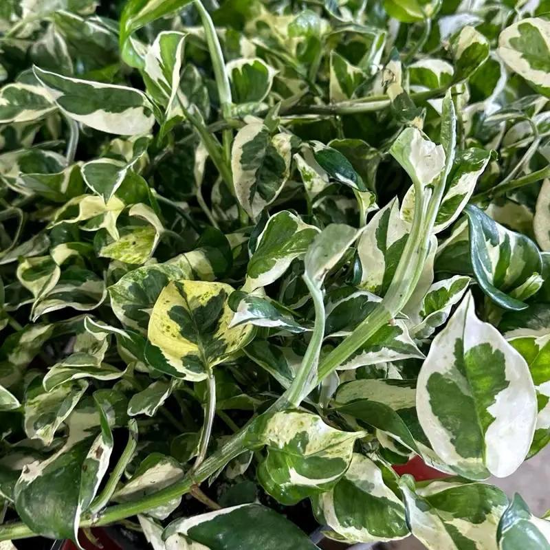 Pearls and Jade Pothos plant in variegated green and white leaves, RUNOPLANTS potted houseplant on Tampa Home & Garden Store