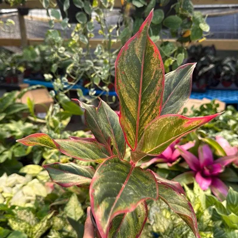 Aglaonema 'Siam Aurora' - Tampa Home & Garden Store