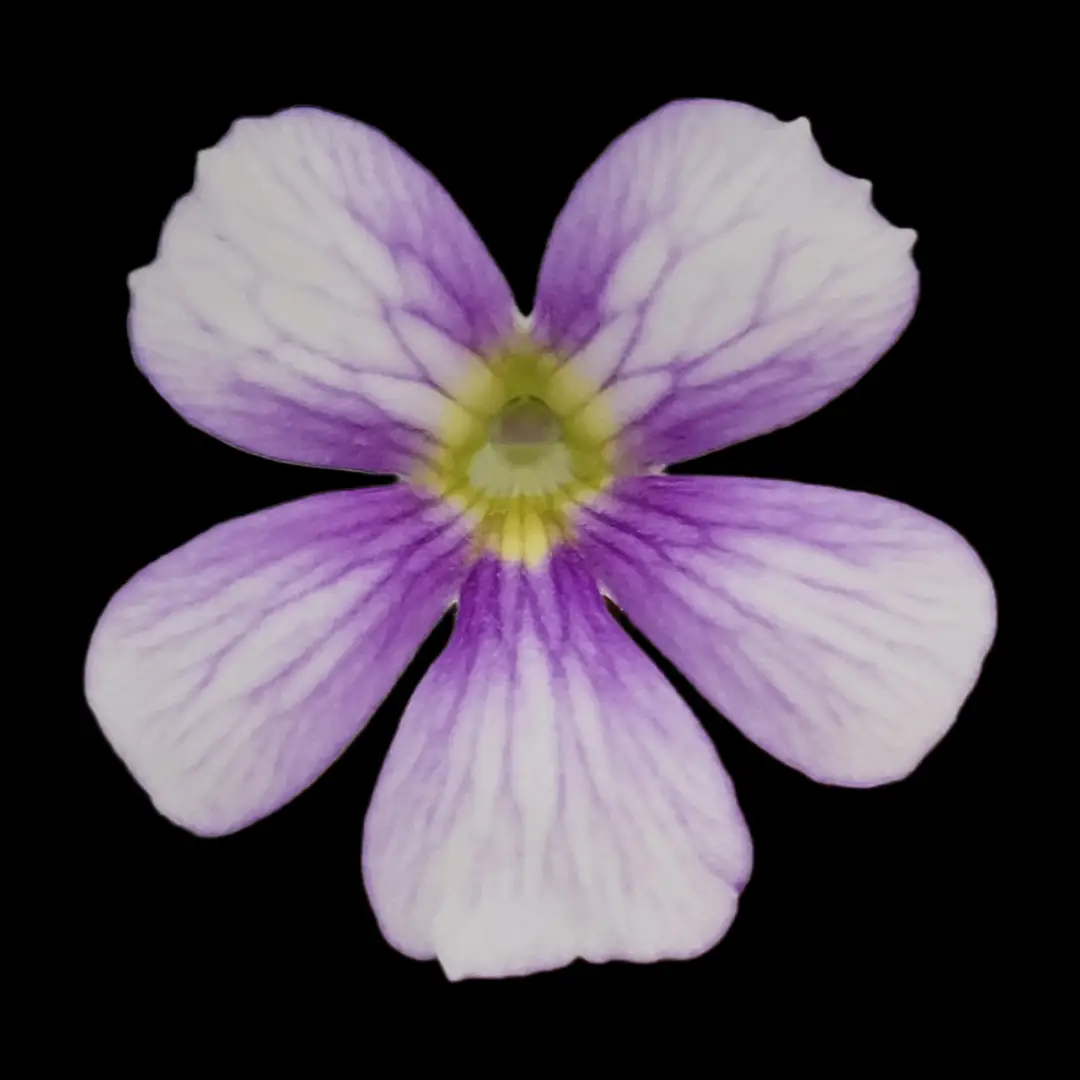 Pinguicula 'Riva' - Tampa Home & Garden Store