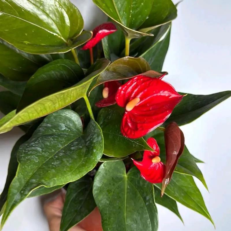 Anthurium Red Heart - Tampa Home & Garden Store