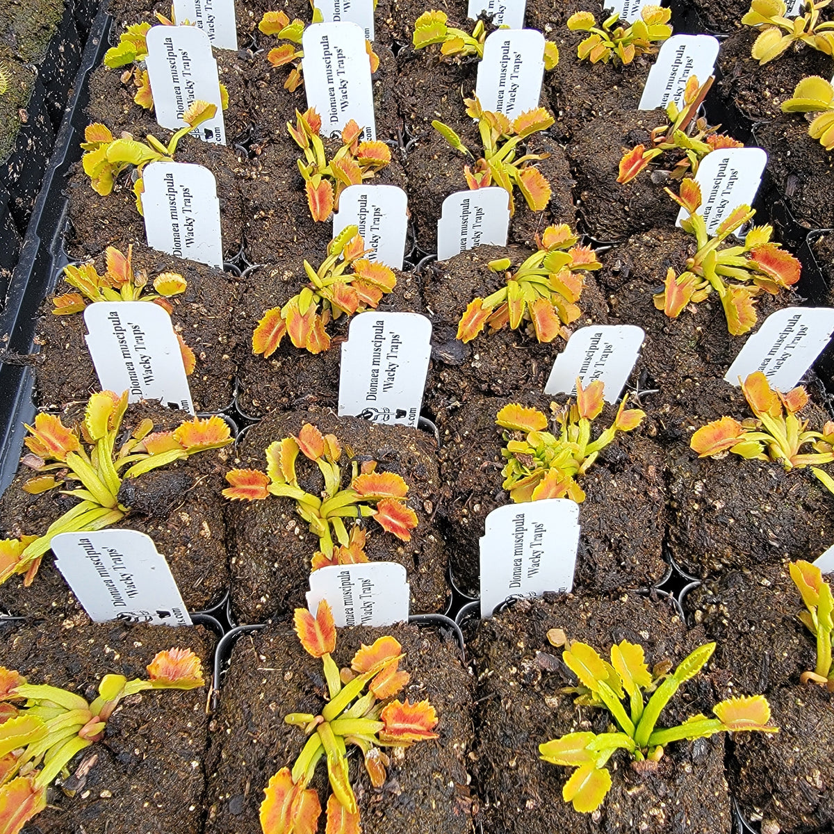 Venus flytrap plants, Wacky Traps, yellow-green rosettes with orange traps in pots on Tampa Home & Garden Store