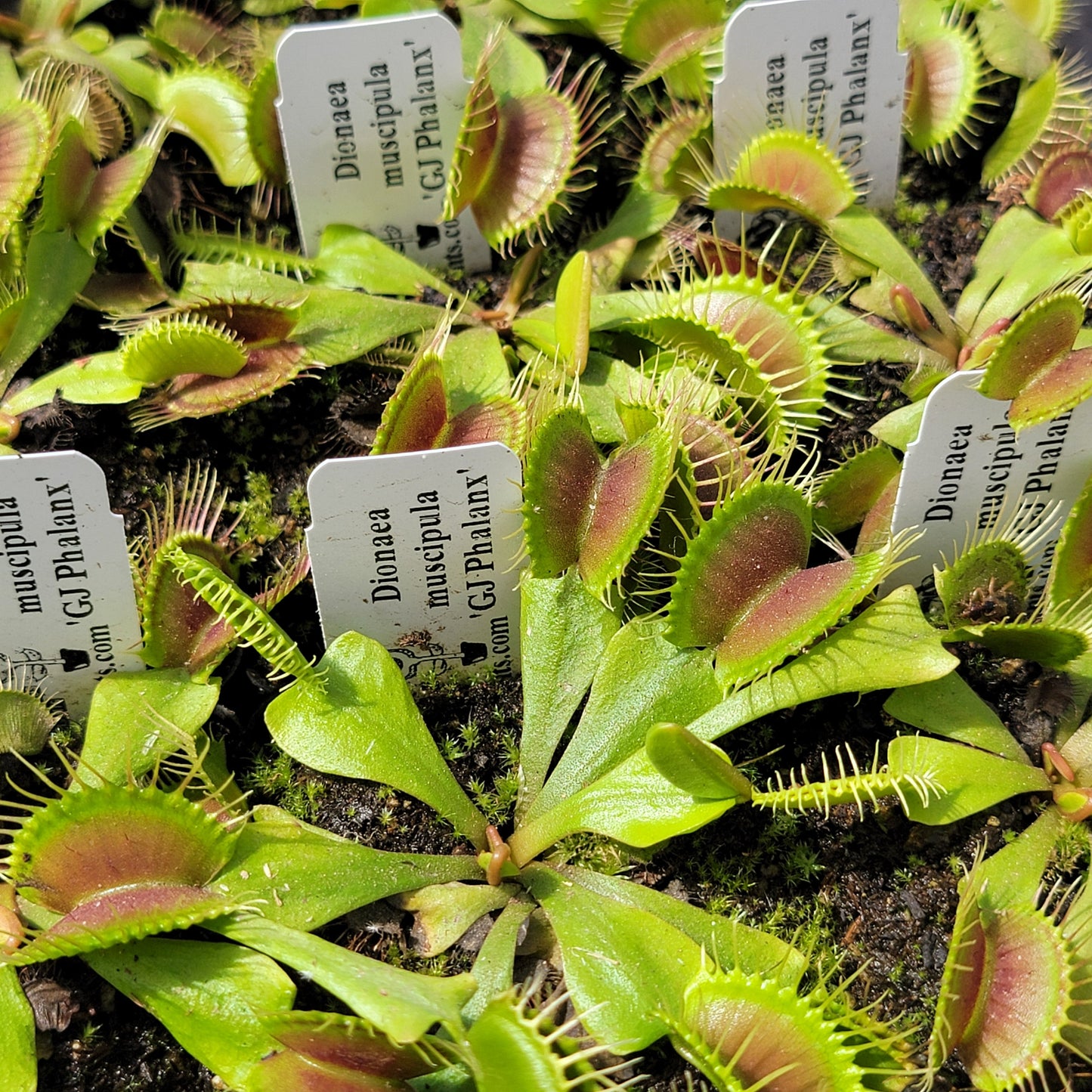 Venus Flytrap Plant 'GJ Phalanx'