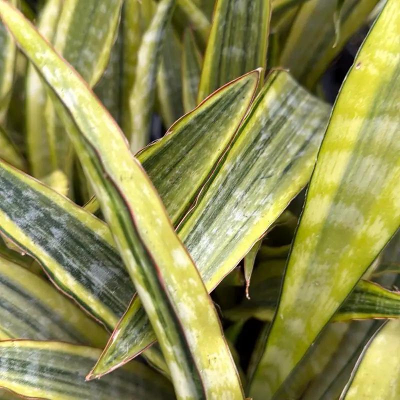 Sansevieria Lauren Golden Edge plant with variegated yellow-green leaves RUNOPLANTS on Tampa Home & Garden Store
