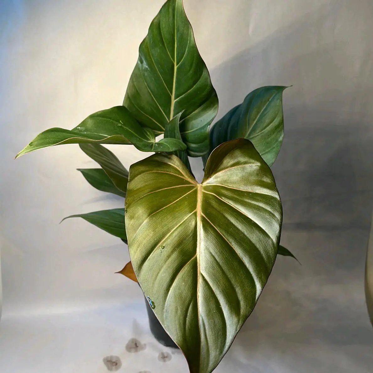 Philodendron Summer Glory tropical hybrid plant with large glossy heart-shaped leaves in a pot on Tampa Home & Garden Store