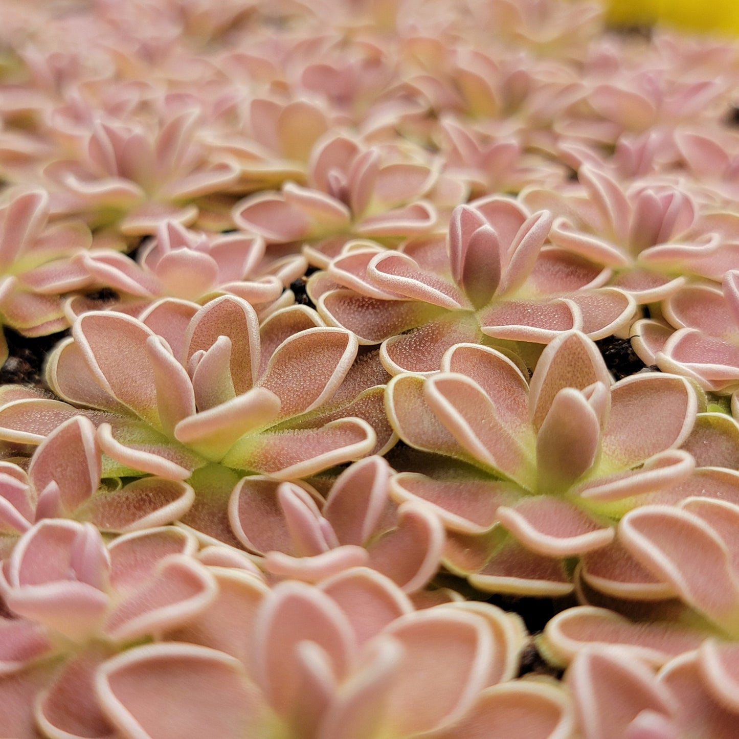Pinguicula Ehlersiae Tolantongo Pink Rosette