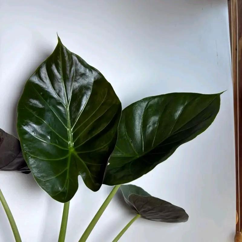 Alocasia Elephant Ear Wentii indoor plant with glossy leaves and pale stems on Tampa Home & Garden Store