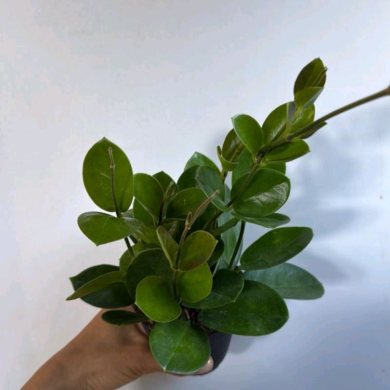 Hoya Australis Green potted houseplant with glossy oval leaves RUNOPLANTS on Tampa Home & Garden Store
